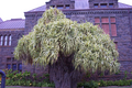 22_tree