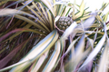 23_strange_fruit