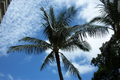 26_palm_tree