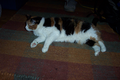 01_cat