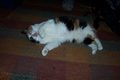 02_cat