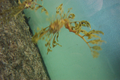 02_seahorse