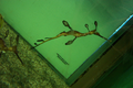 03_seahorse