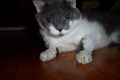 05_cat