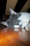 08_cat