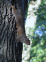06_squirrel