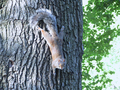 07_squirrel