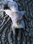 08_squirrel