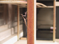 20_bug