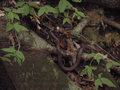 24_snake