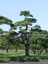 06_tree