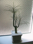 08_Tree