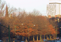 06_Trees