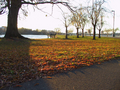 09_Leaves