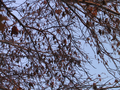 14_Birds
