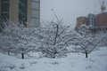 05_trees