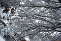 07_tree
