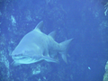 07_requin