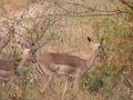 03_antilope