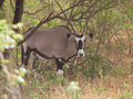 04_Oryx