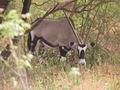 05_Oryx
