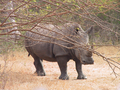 07_rhino