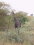 08_girafe