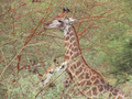 09_girafe