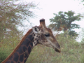 photo de la gallerie Animaux