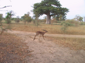 12_antilope
