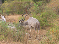 14_antilope