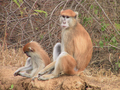 16_singes
