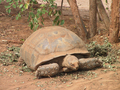 17_tortue