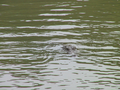 19_croco