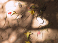 02_fleurs_sable