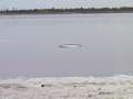 04_rond_dans_l_eau