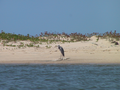 03_heron