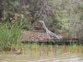08_heron