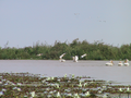 11_pelicans