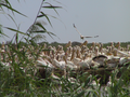 12_pelicans