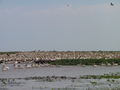13_pelicans_en_nombre