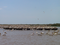 15_pelicans