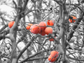 01_fruits