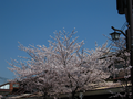 20060412_arashiyama_04