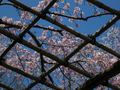 20060412_arashiyama_12