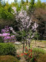 20060412_arashiyama_14
