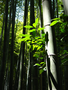 20060412_arashiyama_15