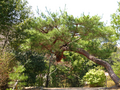20060412_arashiyama_16