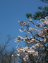 20060412_arashiyama_20