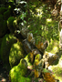 20060412_arashiyama_32